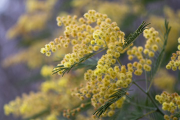 Silver wattle (Acacia dealbata) yellow flowers and foliage. Australian evergreen tree aka blue wattle or mimosa, with bipinnate silvery grey leaves and large racemose inflorescences 