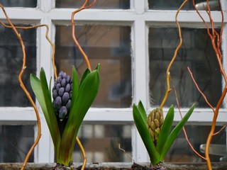 Hyazinthen vor dem Fenster