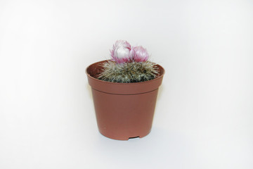 cactus in a pot