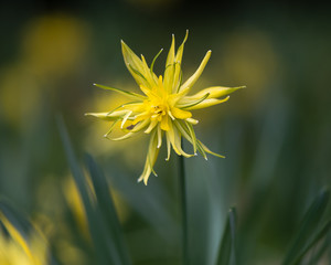 Daffodil Narcissus Rip van winkle flowering. Yellow flower of spring perennial plant in the...