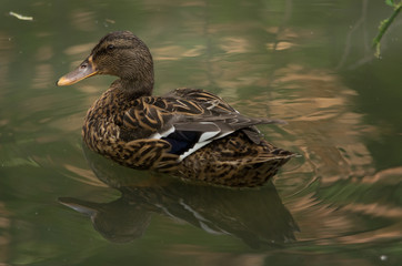 Female duck