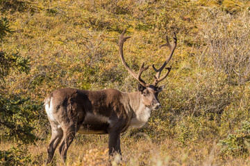 Barren Ground Caribou Bull in Velvet
