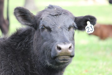 Black Cow Number 23