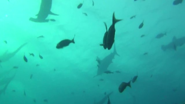 Group of great hammerhead shark on background underwater in sea of Galapagos. Swimming in world of colorful beautiful wildlife of corals reefs. Inhabitants in search of food. Abyssal relax diving.