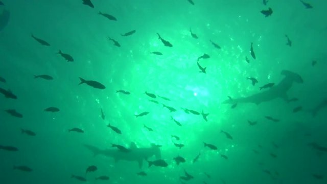 Group of great hammerhead shark on background underwater in sea of Galapagos. Swimming in world of colorful beautiful wildlife of corals reefs. Inhabitants in search of food. Abyssal relax diving.