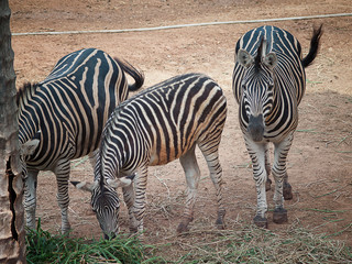close up of a zebra at the zoo