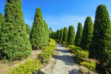 pine trees and landscape gardening