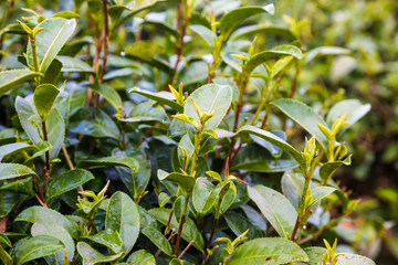 Tea leaf with light in morning