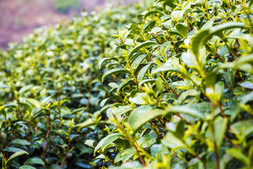 Fresh green tea leaves close up on highland