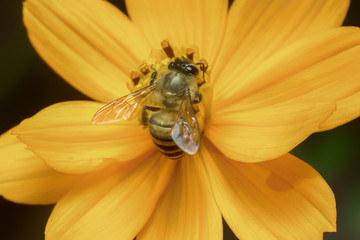 bee is finding for sweet from cosmos flower
