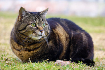 Eine braune Katze mit grünen Augen