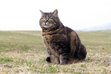 Eine braune Katze sitzt entspannt und neugierig in der Wiese