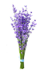 Bunch of lavender flowers on white background