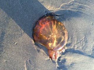 jelly fish in sunset