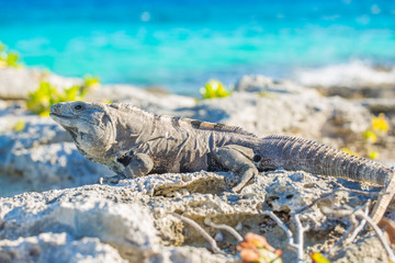 Iguana in wildlife. Cancun, Mexico