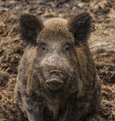 Fototapeta premium Wild pig lying on wet dirty hay
