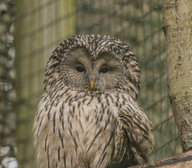 Owl animal in spring nice day