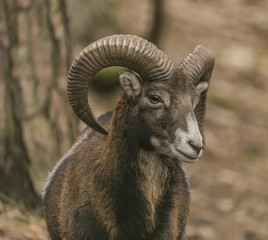 Musmon in nice cloudy spring day in forest