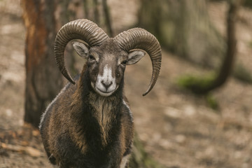 Musmon in winter cold cloudy day