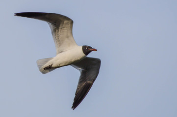 Laughing Gull