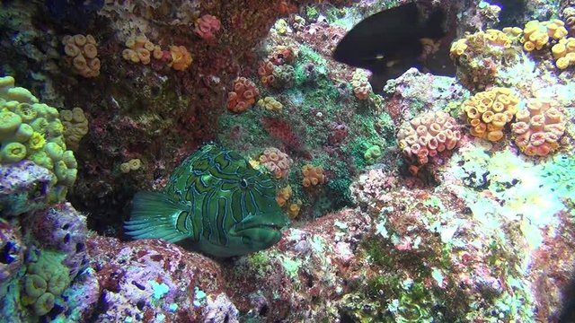 Beautiful green fish on background underwater landscape in sea of Galapagos. Swimming in world of colorful wildlife of reefs. Inhabitants in search of food. Abyssal relax diving.