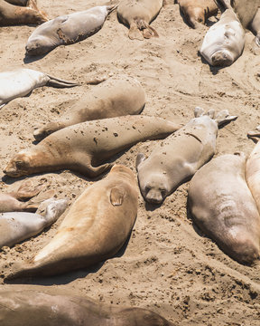 Seal Beach