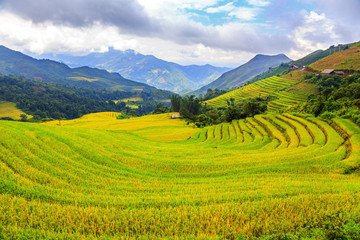 Fototapeta premium Terraced rice fields in Vietnam