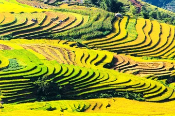 Fotobehang Geel Terrasvormige rijstvelden in Vietnam