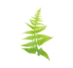 fresh vegetable fern leaf or paco fern leaf on white background