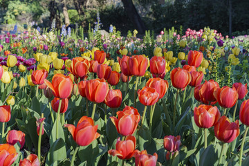 Beautiful flower blossom at Descanso Garden