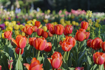 Fototapeta premium Beautiful flower blossom at Descanso Garden