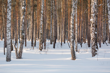 The winter forest under snow. The wood in Siberia in the winter. The wood in Russia in the winter.