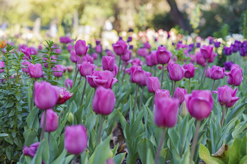 Beautiful flower blossom at Descanso Garden