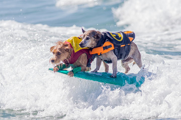 surf dog surfing at dog beach