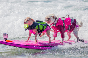 surf dog surfing at dog beach