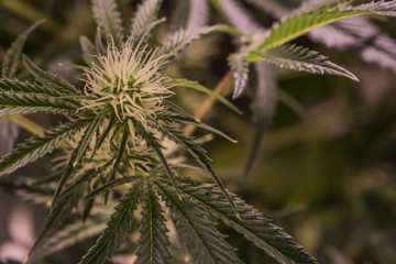 Young cannabis flower
