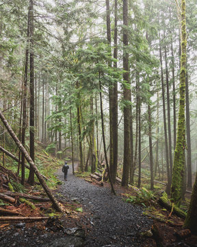 A man hiking on a trail passing through forest