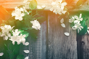 Rustic boards background with branches of flowering apple trees. Spring Concept.