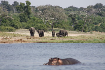 Hippo and Elephants