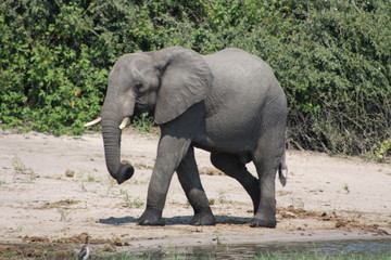 Fototapeta na wymiar Elephants in Botswanna