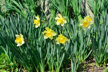 Fototapeta premium 長崎鼻の水仙