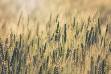 Beautiful Barley field at sunset time