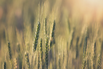 Beautiful Barley field at sunset time