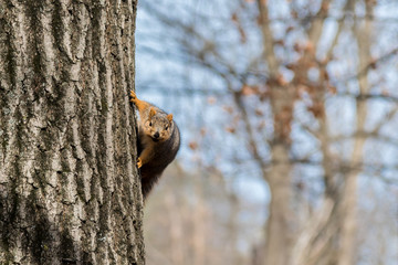 funny squirrel hanging off side of tree sideways looking into camera