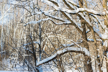 A dense winter forest in the snow. Russia. South Butovo