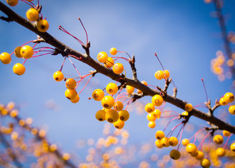 Branch blooms