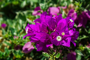 Fototapeta premium The plant with bright violet flowers. Horizontal close-up shot of pretty bright purple colored flowers.