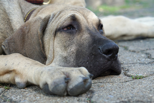 Bored face of Fila Brasileiro puppy on the ground