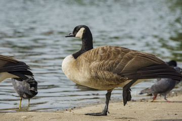 Canada Goose standing on one leg