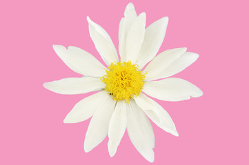 Close up of beautiful white lotus flowers 